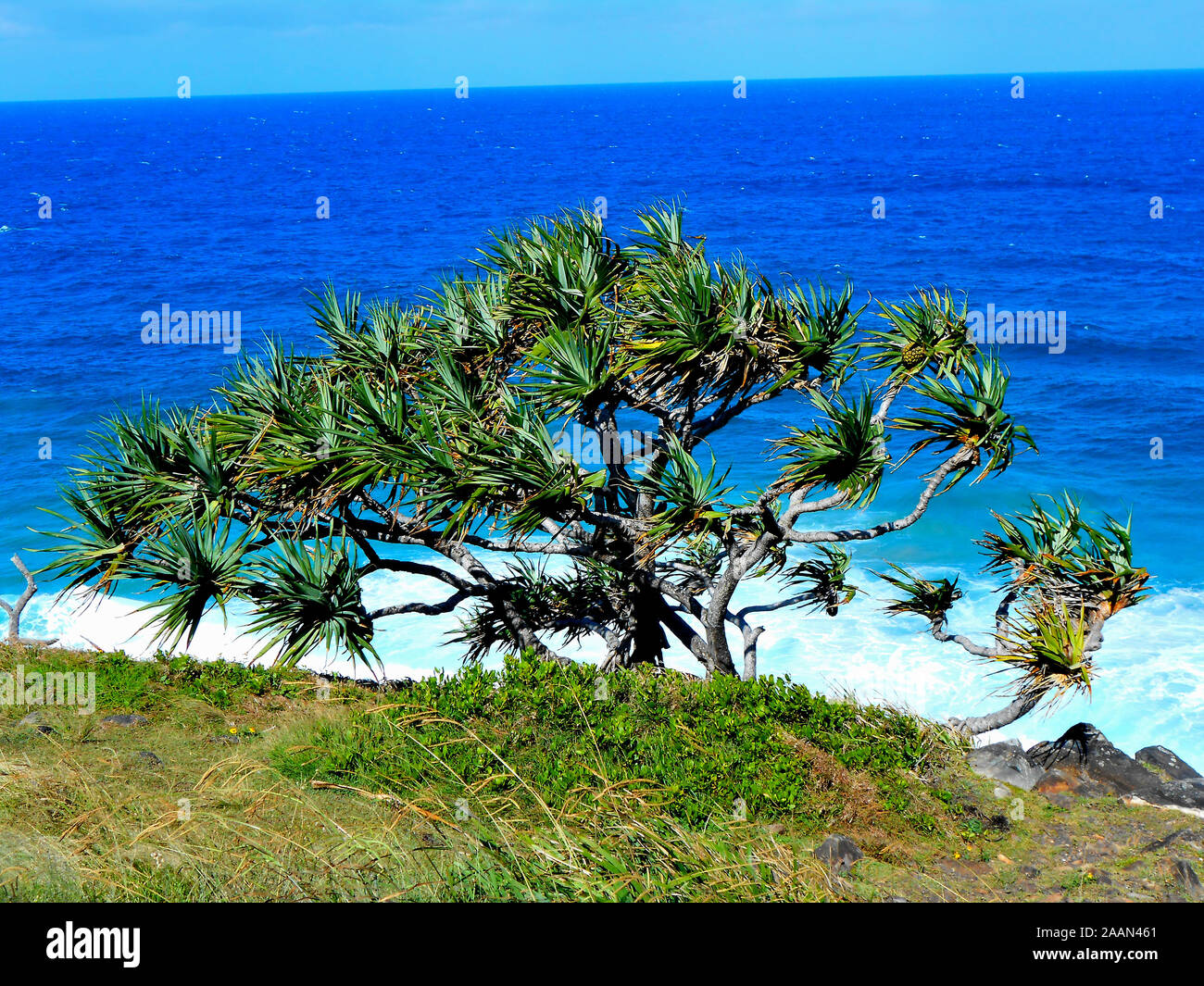 Viste del promontorio di Cabarita Nuovo Galles del Sud Australia Foto Stock