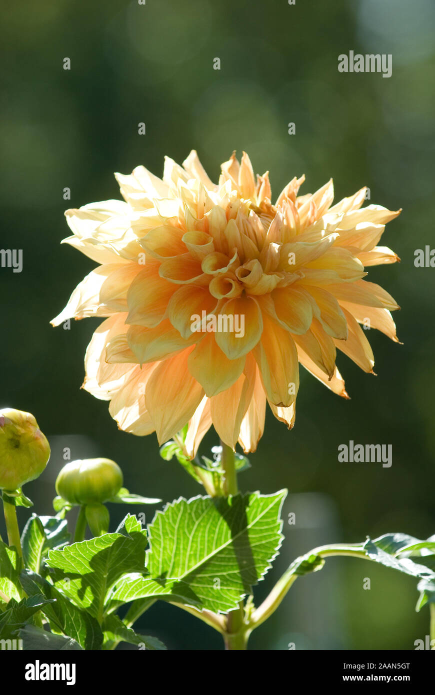 PRIMA PIANURA DI UN SINGOLO FIORE DI DALIA ARANCIO CHIARO ILLUMINATO DAL SOLE DA DIETRO. Foto Stock