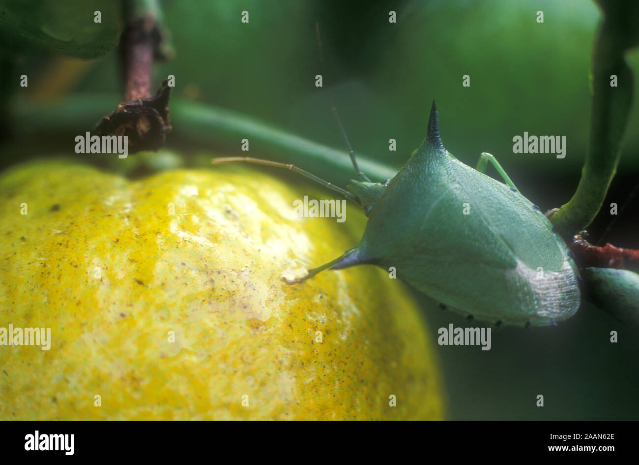 UN COMUNE BUG DELLO SCUDO VERDE, NOTO ANCHE COME CIMICE VERDE (PALOMENA PRASINA), UN PARASSITA DA GIARDINO VISTO QUI SUGLI AGRUMI. Foto Stock