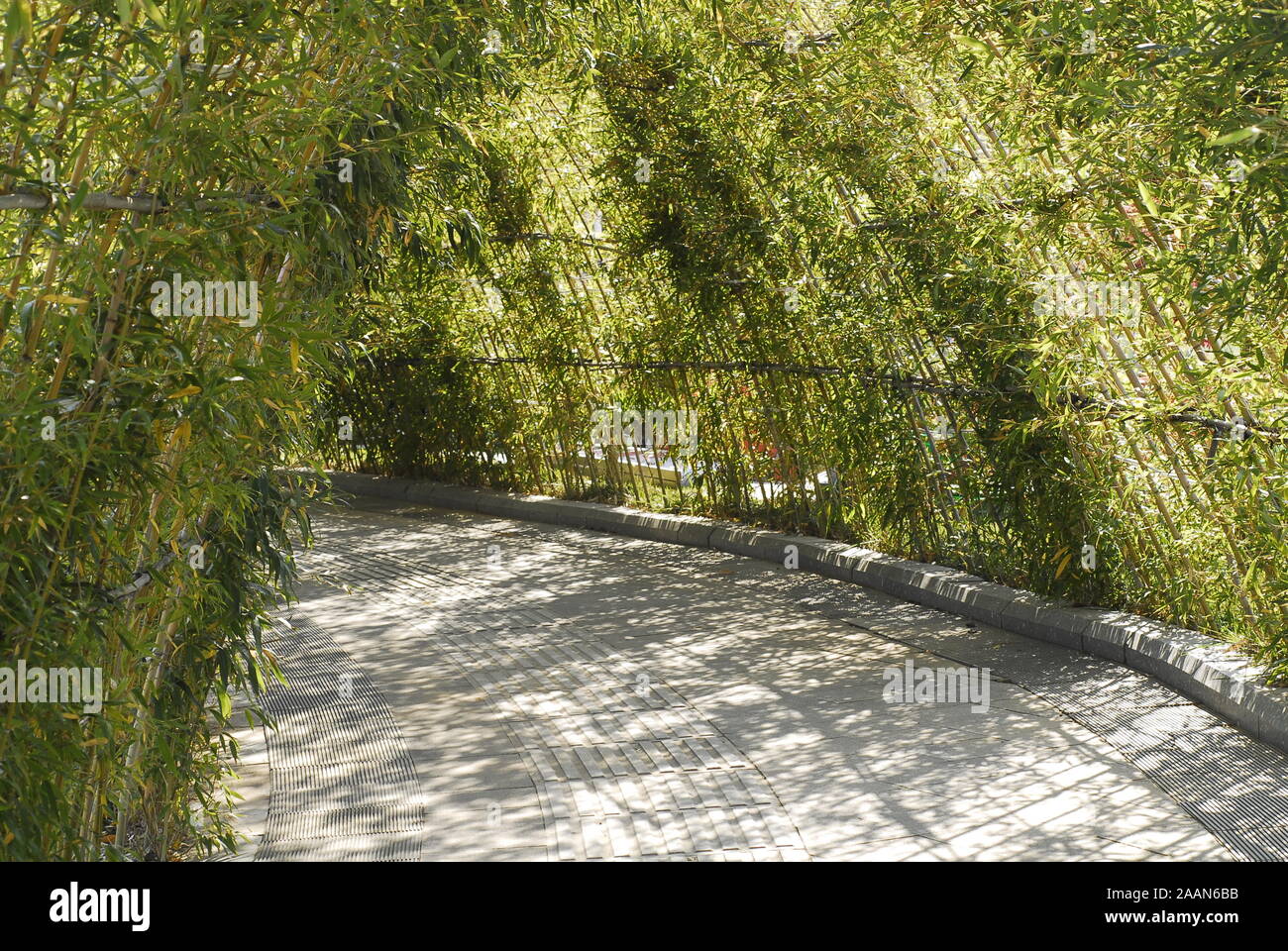 Un bambù verde galleria galleria o in un parco Foto Stock