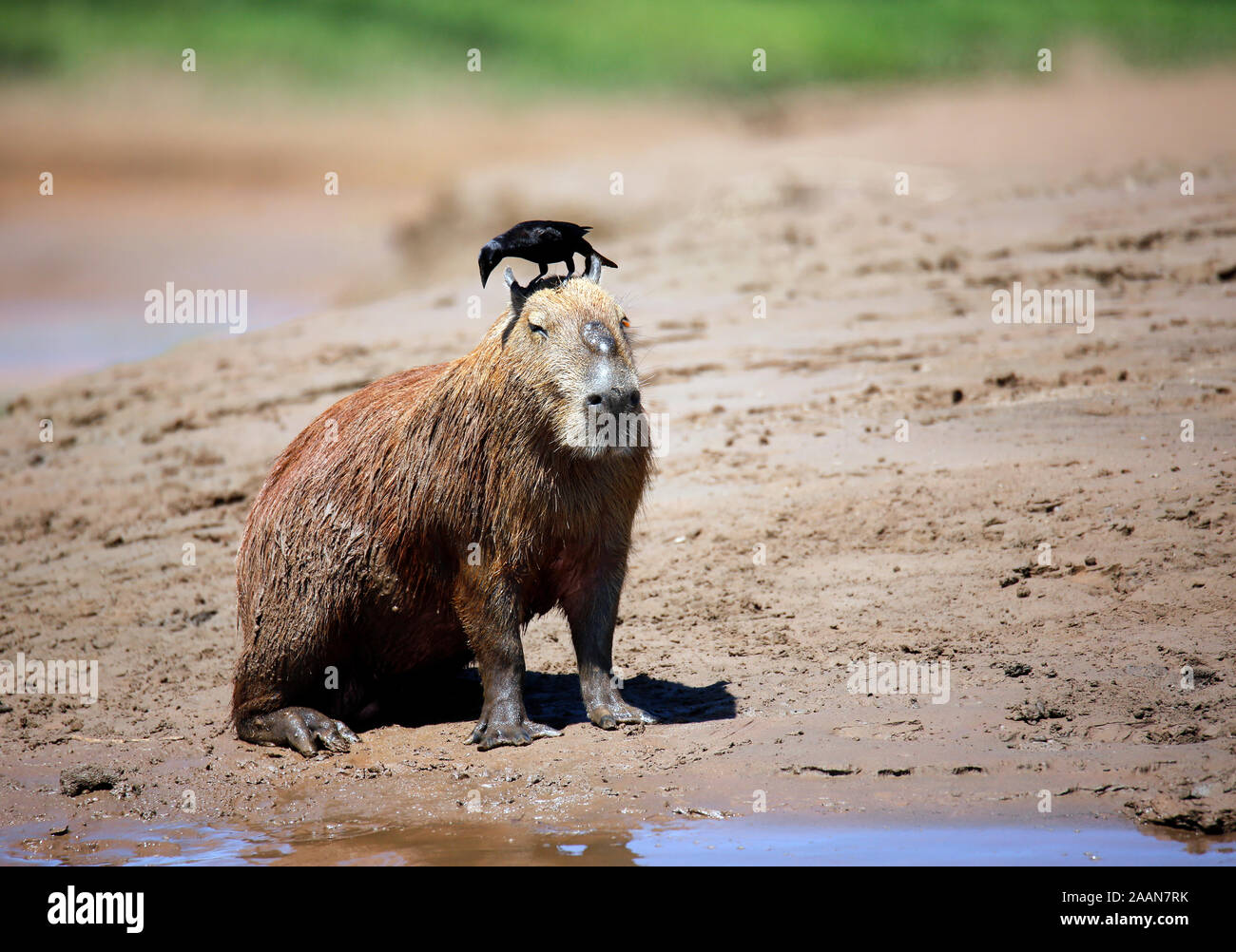 Capibara seduti sulla riva del fiume, con un uccello sulla sua testa. Tambopata, la foresta pluviale amazzonica del Perù Foto Stock