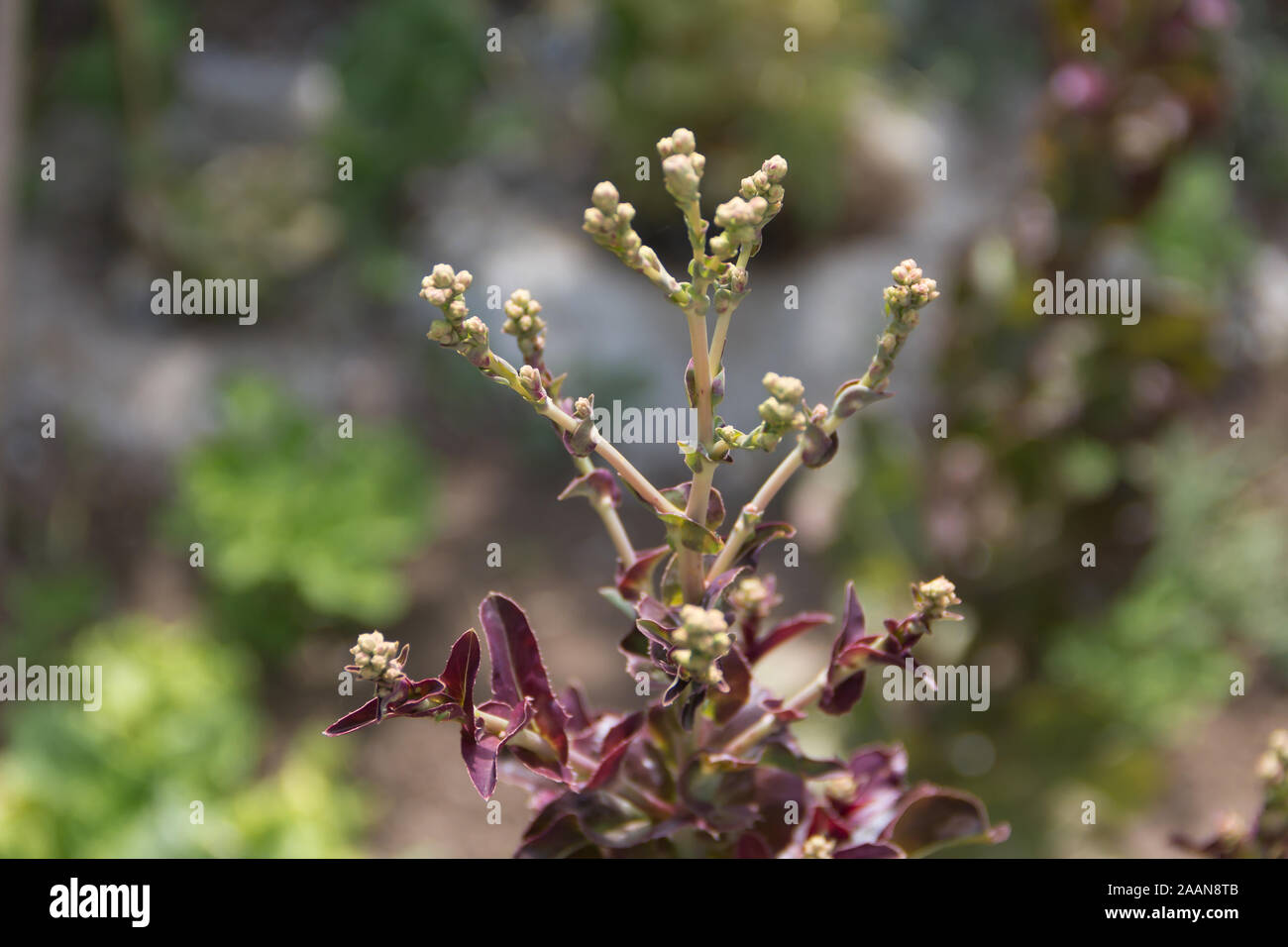 Dettaglio del verde e viola i fiori di lattuga Foto Stock