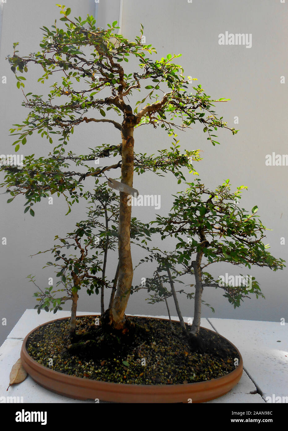 Alberi di bonsai presso il monte Coo Tha Giardini Botanici di Brisbane Queensland Australia Foto Stock