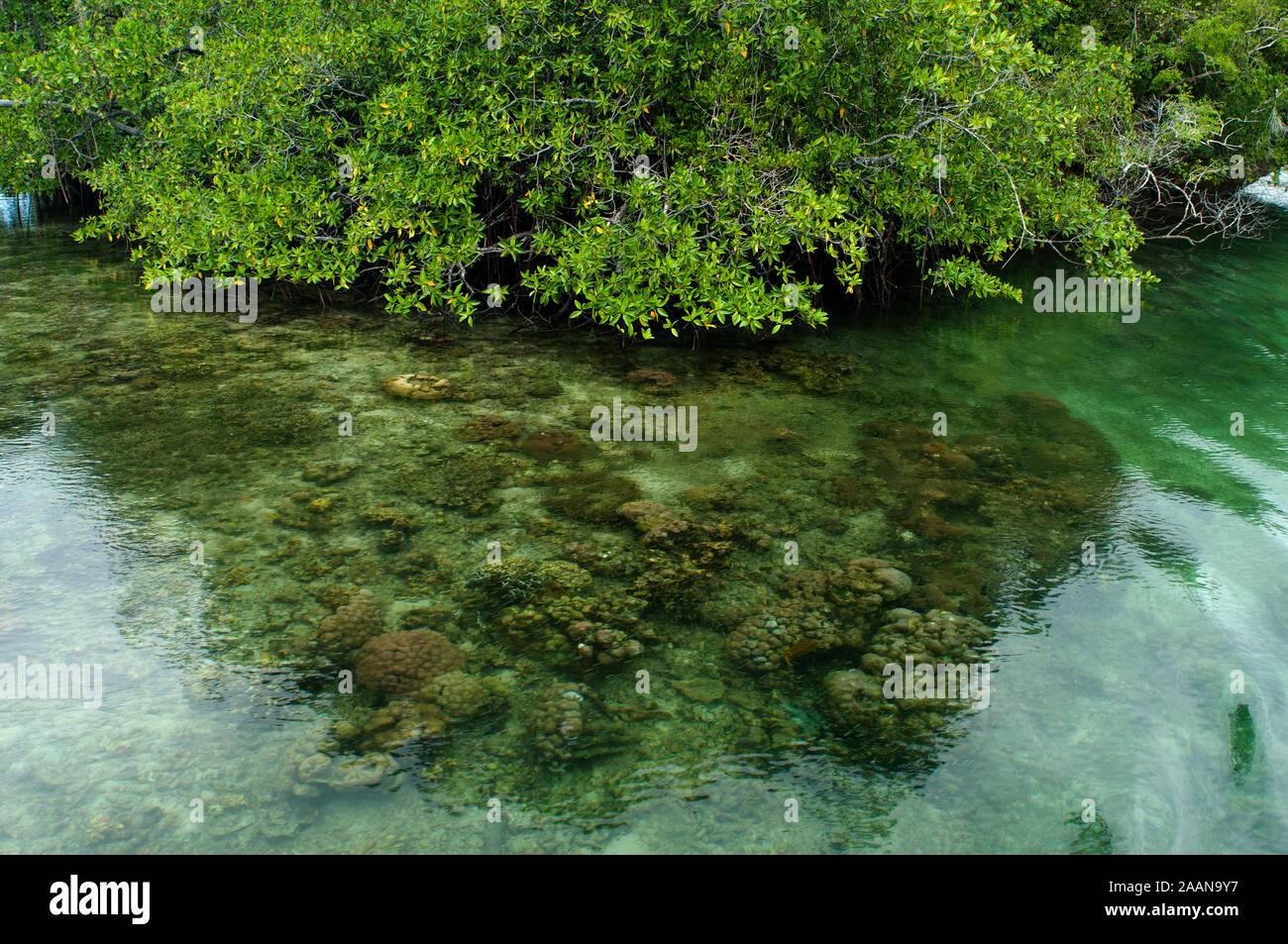 Vista panoramica della foresta di mangrovie e barriera corallina in baia nascosta di Gam Isola, di Papua Nuova Guinea Indonesia. Foto Stock