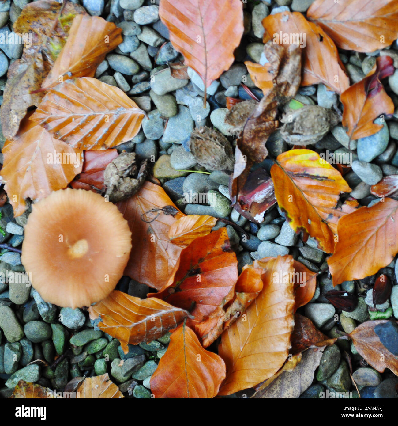 Concetto: Light Brown l'imposer mushroom si nasconde nelle foglie autunnali Foto Stock