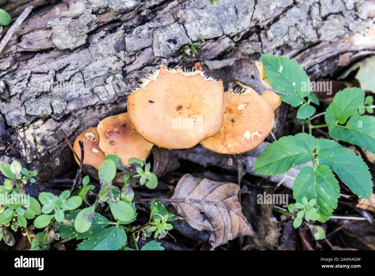 Una famiglia di miele agaric ( Kuehneromyces mutabilis ) cresce su un albero caduto. Crescente fino a novembre. Podlasie, Polonia. Foto Stock