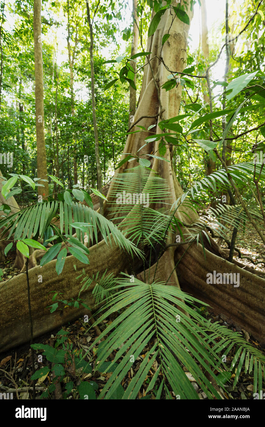 Butresses della foresta pluviale tropicale di alberi in Tangkoko National Park, Nord Sulawesi, Indonesia. Foto Stock