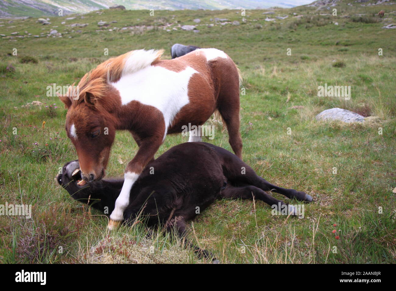 Due combattimenti selvaggi pony Shetland nel parco nazionale di Snowdonia, Galles del Nord, Regno Unito Foto Stock