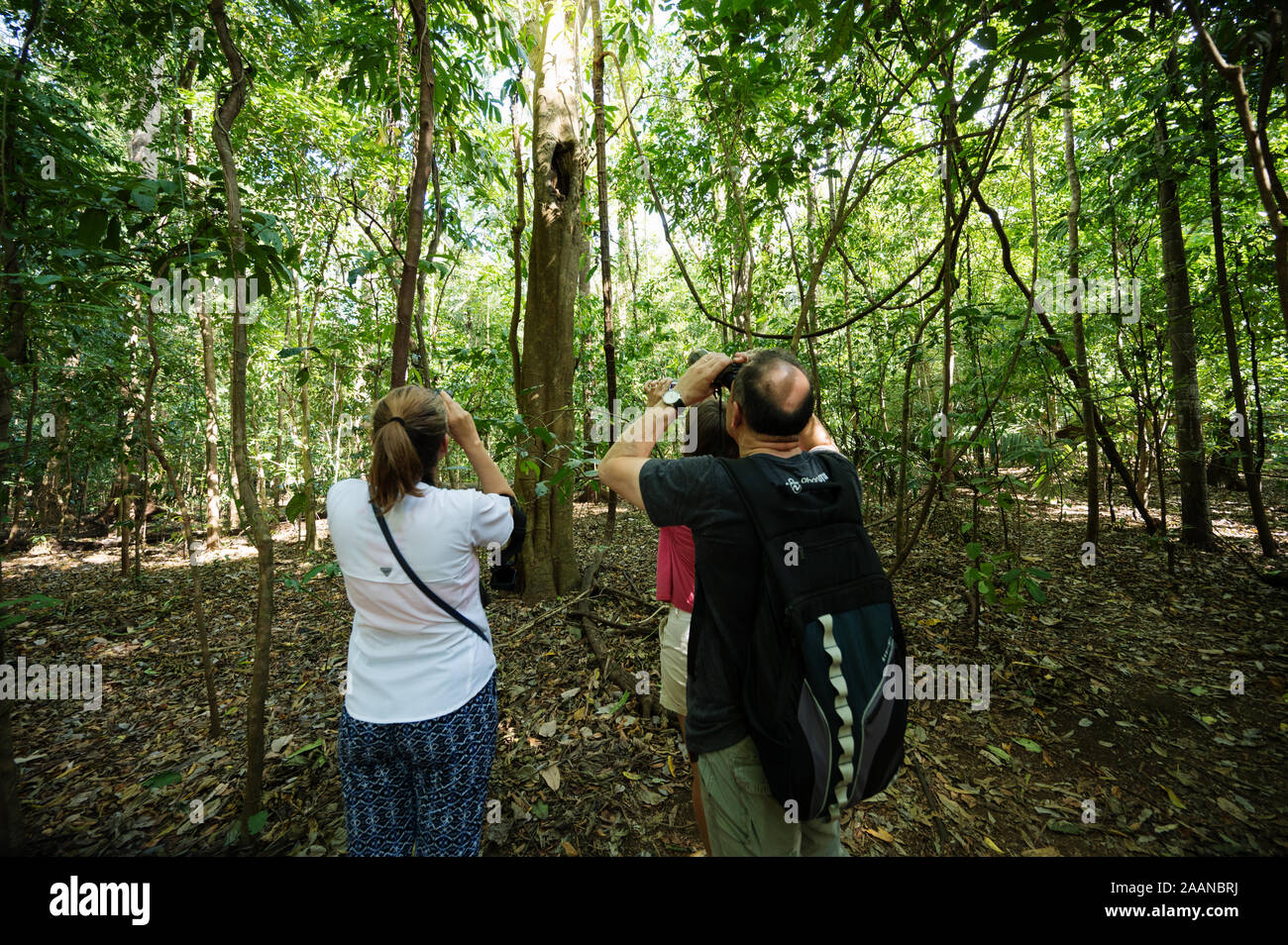 I turisti a guardare Tarsiers Tangkoko nel Parco Nazionale di Sulawesi, Indonesia. Foto Stock