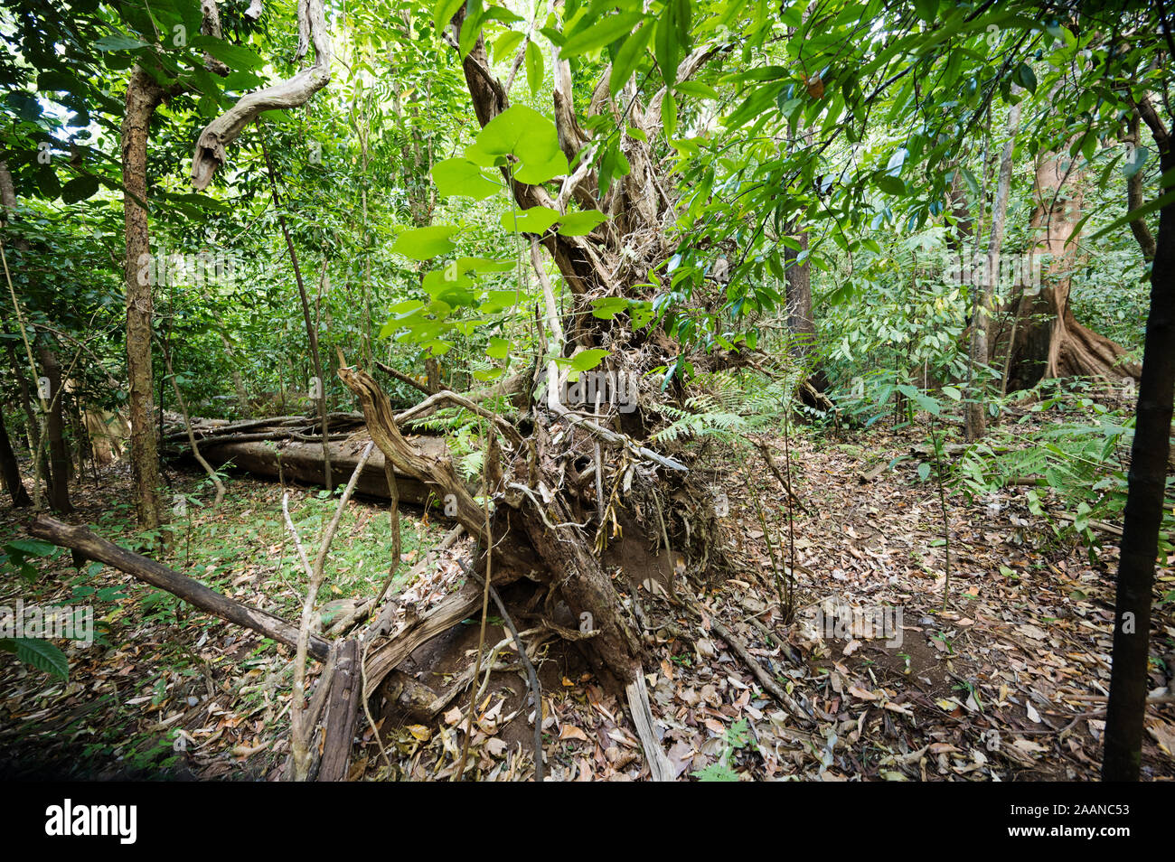 Gli alberi caduti in Tangkoko National Park, Nord Sulawesi, Indonesia. Foto Stock