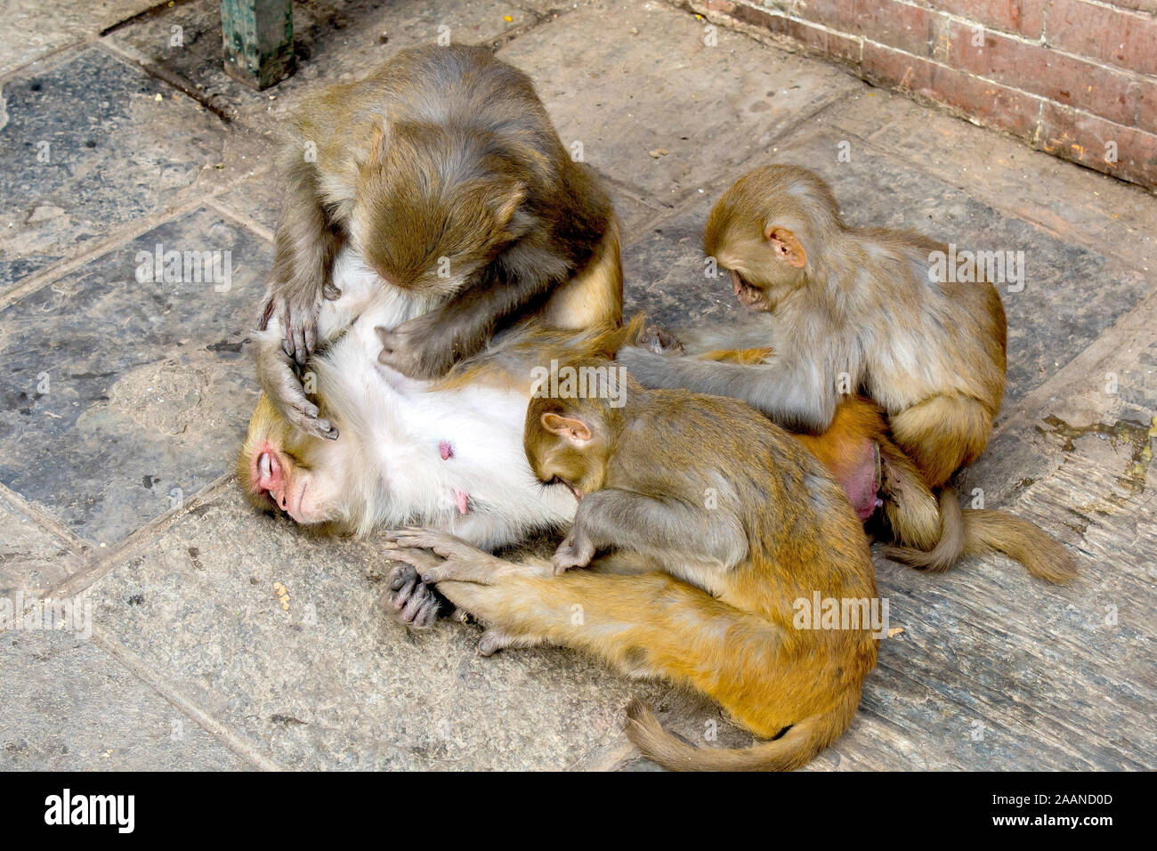 Una femmina di macaco rilassante mentre i suoi piccoli raccolti pulci dal suo corpo nel tempio delle scimmie in Kathmandu, una forma di interazione sociale tra i primati. Foto Stock