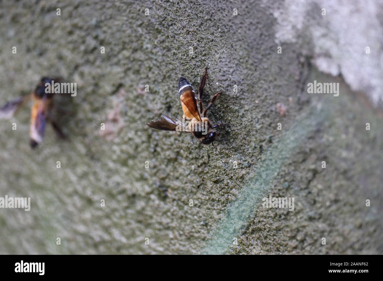 Close up gigante di miele delle api (Apis dorsata) acqua potabile in estate, vista laterale. Foto Stock