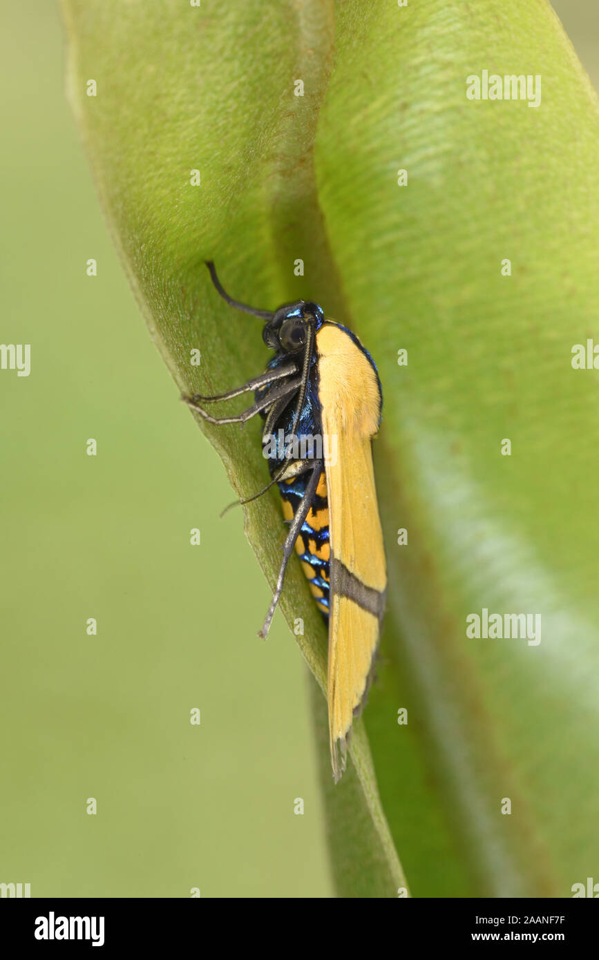 Il Perù Tarma (Ormetica ameoides) in appoggio sulla lamina, il Parco Nazionale del Manu, Perù, Novembre Foto Stock