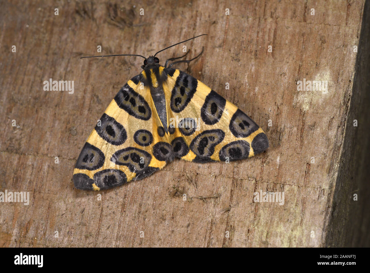 Il Perù Tarma (Pantherodes pardalaria) poggiante su legno, il Parco Nazionale del Manu, Perù, Novembre Foto Stock