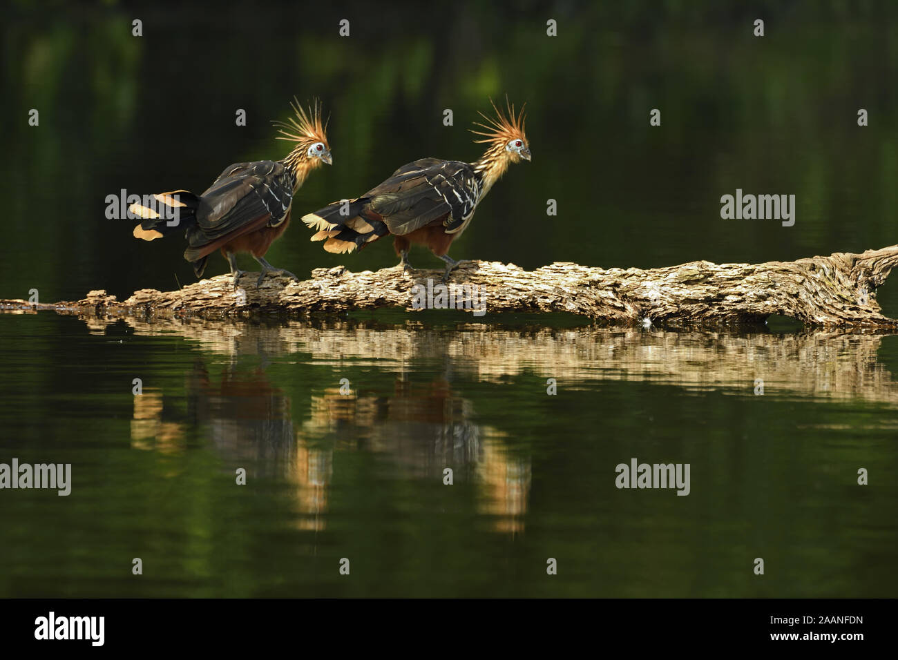 Hoatzin () due uccelli in piedi sul tronco galleggiante, il Parco Nazionale del Manu, Perù, Novembre Foto Stock