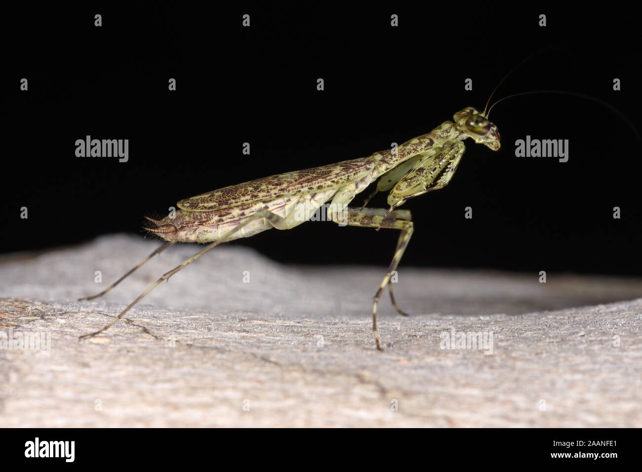 Il Lichen Mantis (genere Liturgusa) in appoggio sul ramo, il Parco Nazionale del Manu, Perù, Novembre Foto Stock