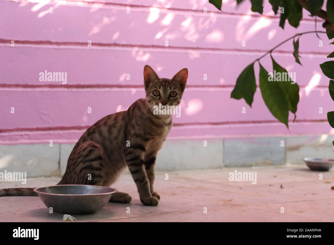 Bellissimo gatto felino mangiare in una ciotola di metallo. Carino animale domestico. Foto Stock