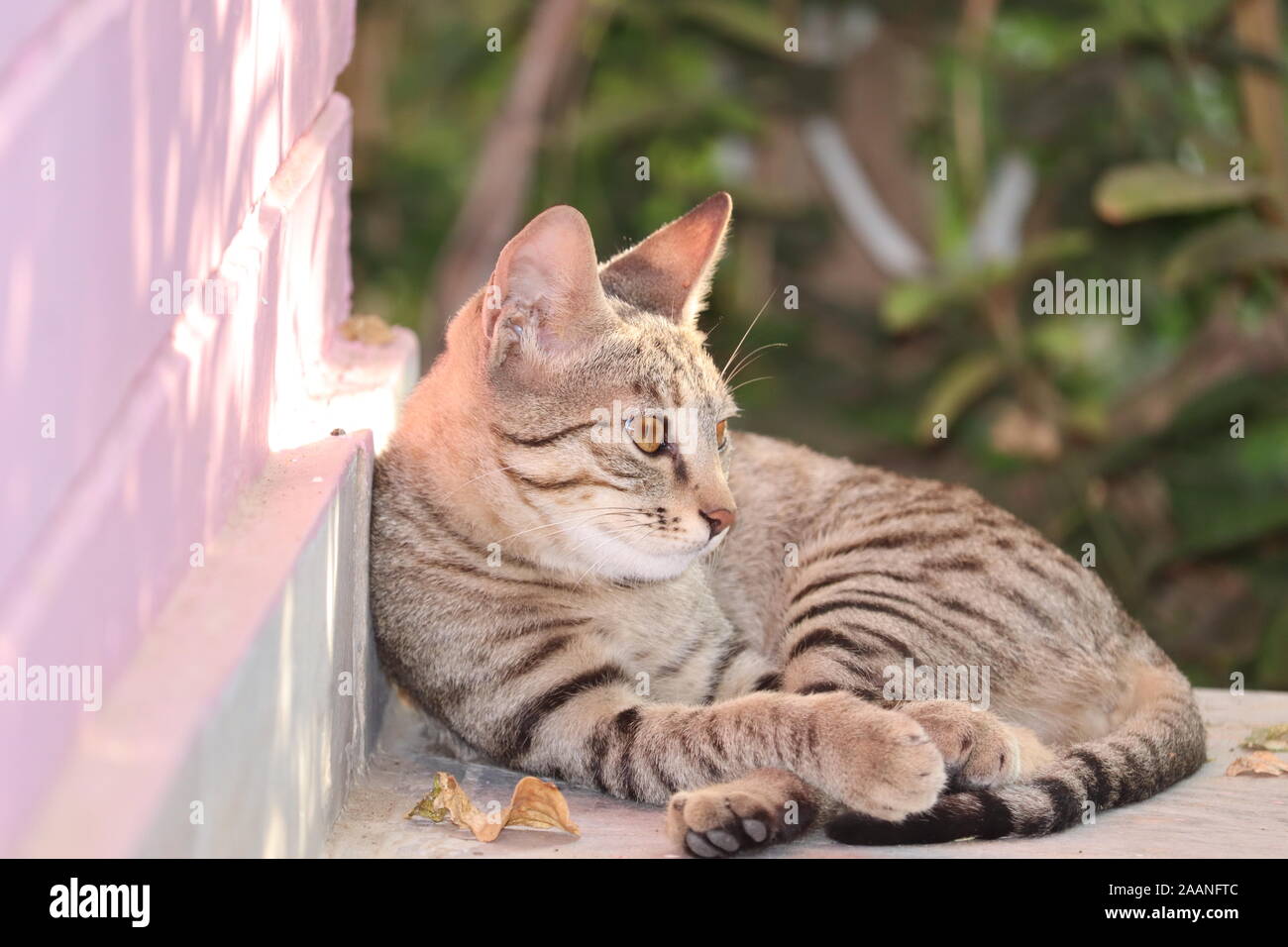 Un grazioso piccolo gatto grigio. Sdraiato sul pavimento di cemento, sfondo bokeh di fondo Foto Stock