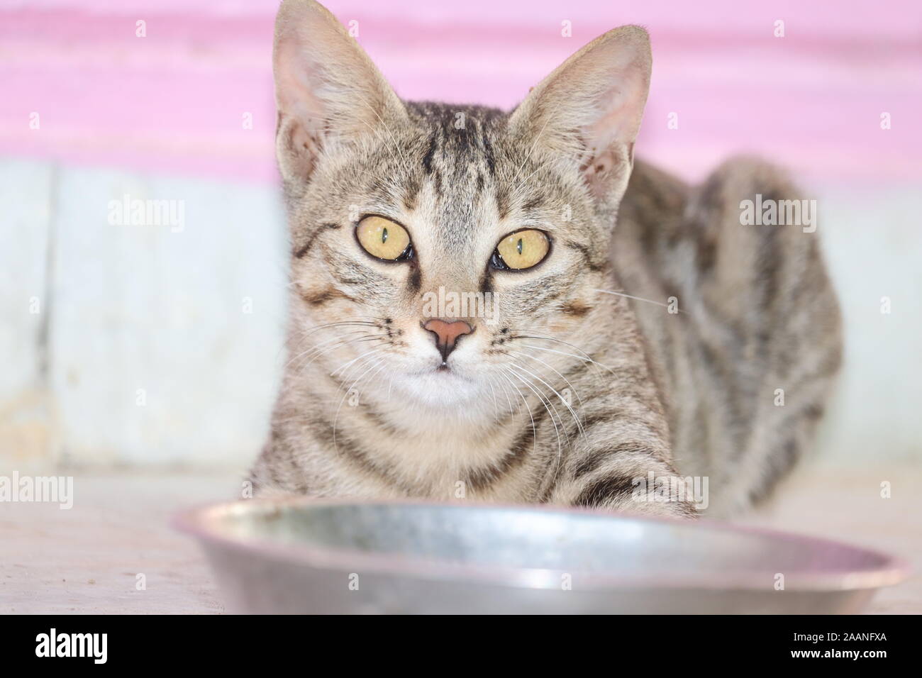 Cute cat vicino ciotola con cibo a casa .carino domestico gatto femmina ritratto Foto Stock