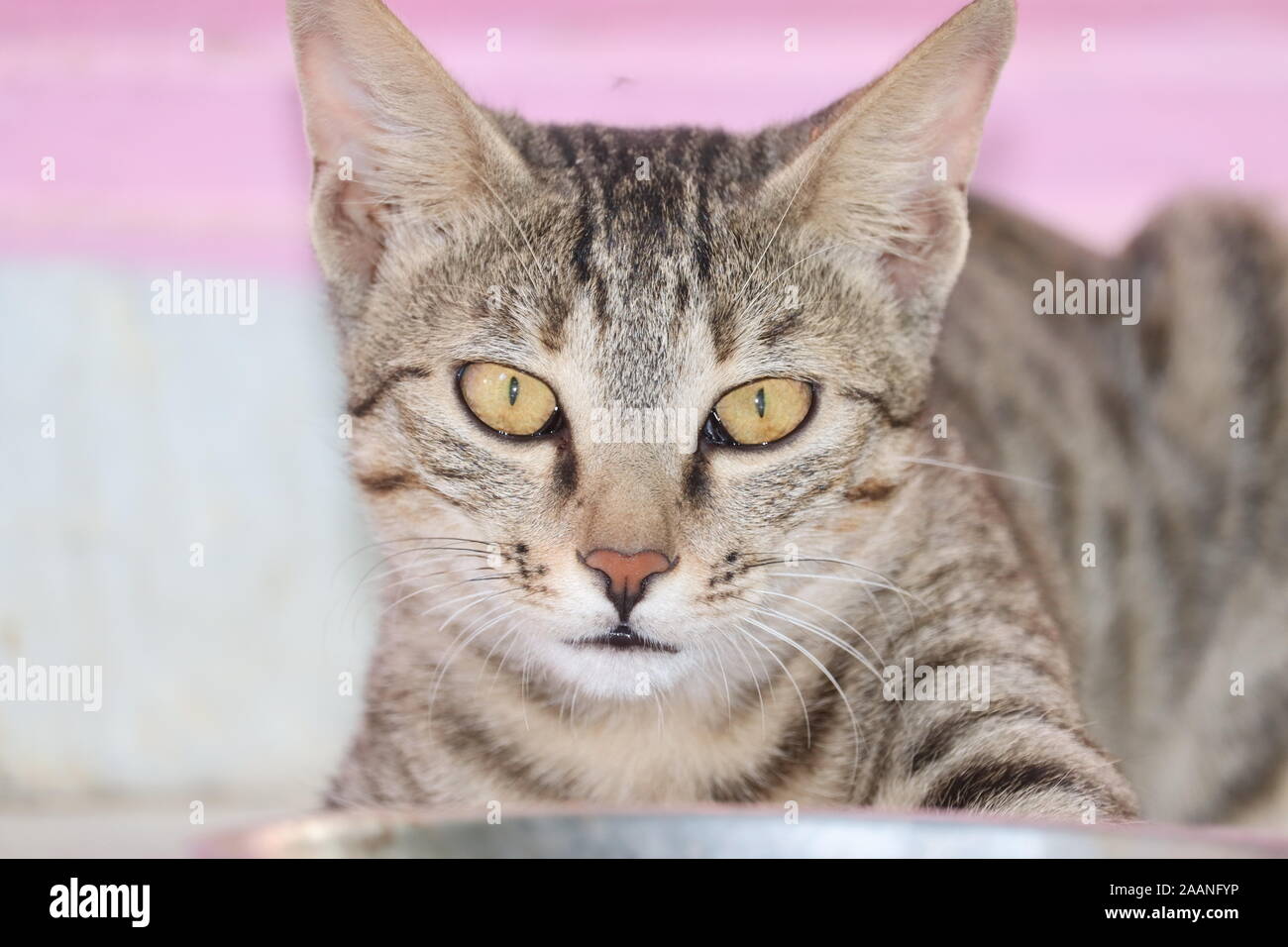 Carino tabby gatto con gli occhi blu e baffi lunghi guarda la fotocamera con un espressione dolce. Close-up verticale di un bel gatto posa in interni. Foto Stock
