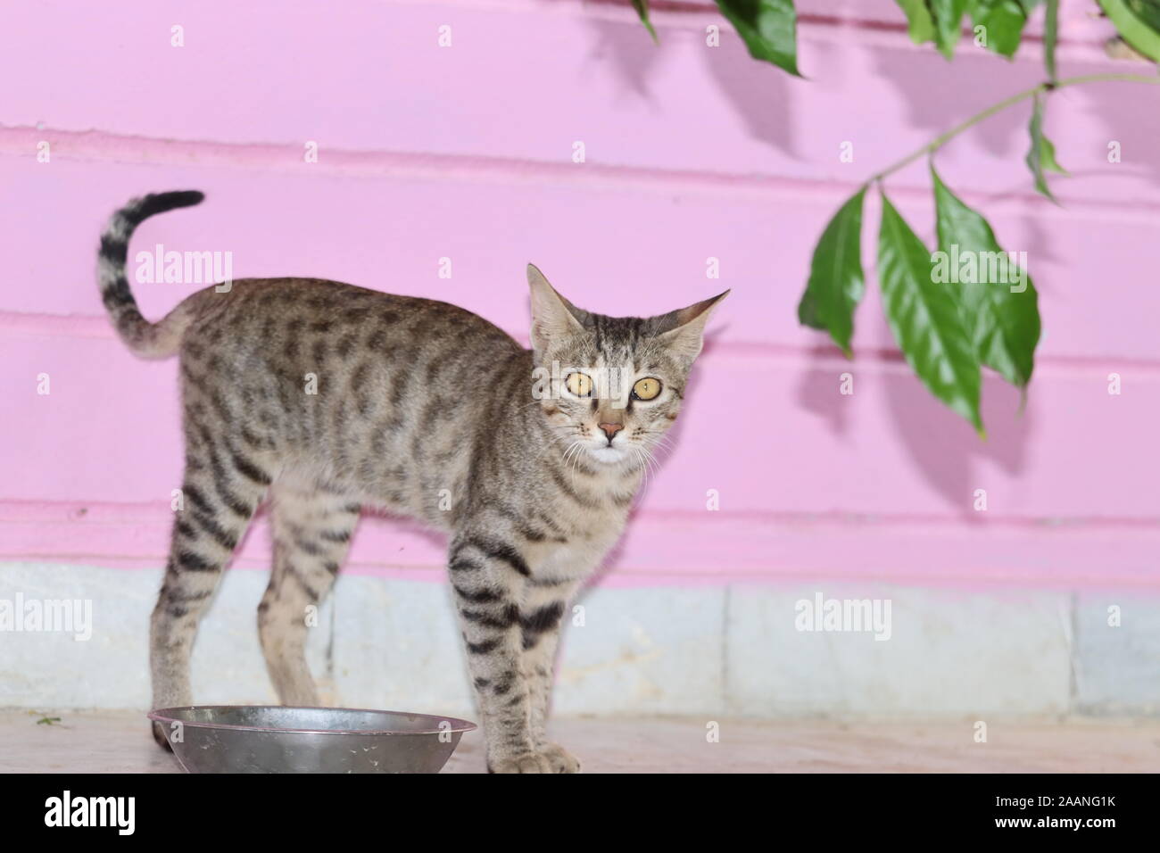 Bella tabby cat seduto accanto a una ciotola di cibo, posto sul pavimento accanto a la finestra del soggiorno e a mangiare. Messa a fuoco selettiva Foto Stock
