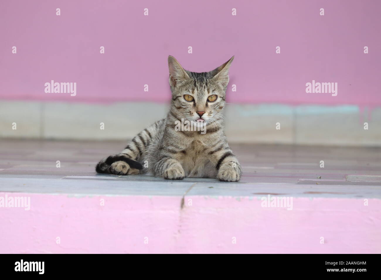 Carino tabby gatto con gli occhi blu e baffi lunghi guarda la fotocamera con un espressione dolce. Close-up verticale di un bel gatto posa in interni. Foto Stock