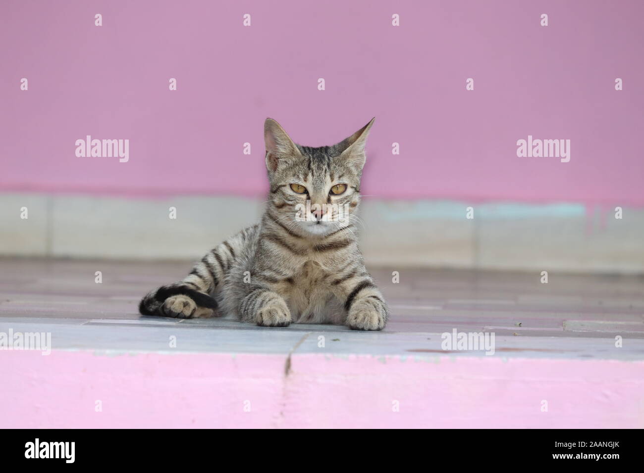 Un grazioso piccolo gatto grigio. Sdraiato sul pavimento di cemento, sfondo bokeh .Cat guardando la fotocamera Foto Stock