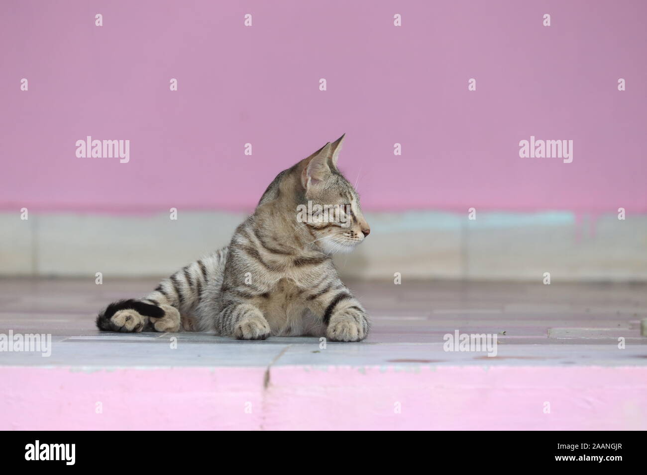 Un grazioso piccolo gatto grigio. Sdraiato sul pavimento di cemento, sfondo bokeh di fondo Foto Stock