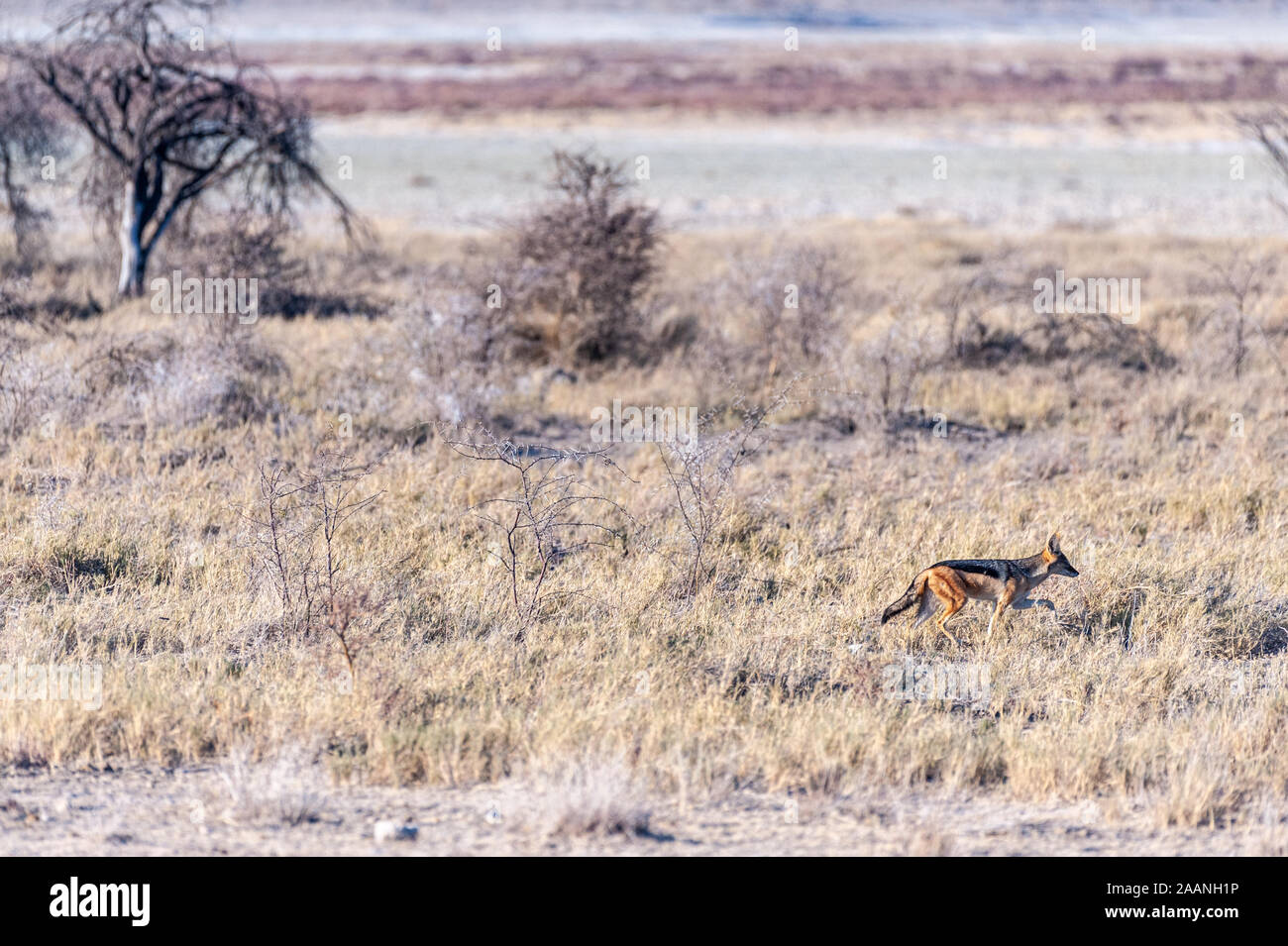 Un lato-striped Jackal -Canis Adustus- a caccia di prede in Etosha National Park, Namibia. Foto Stock