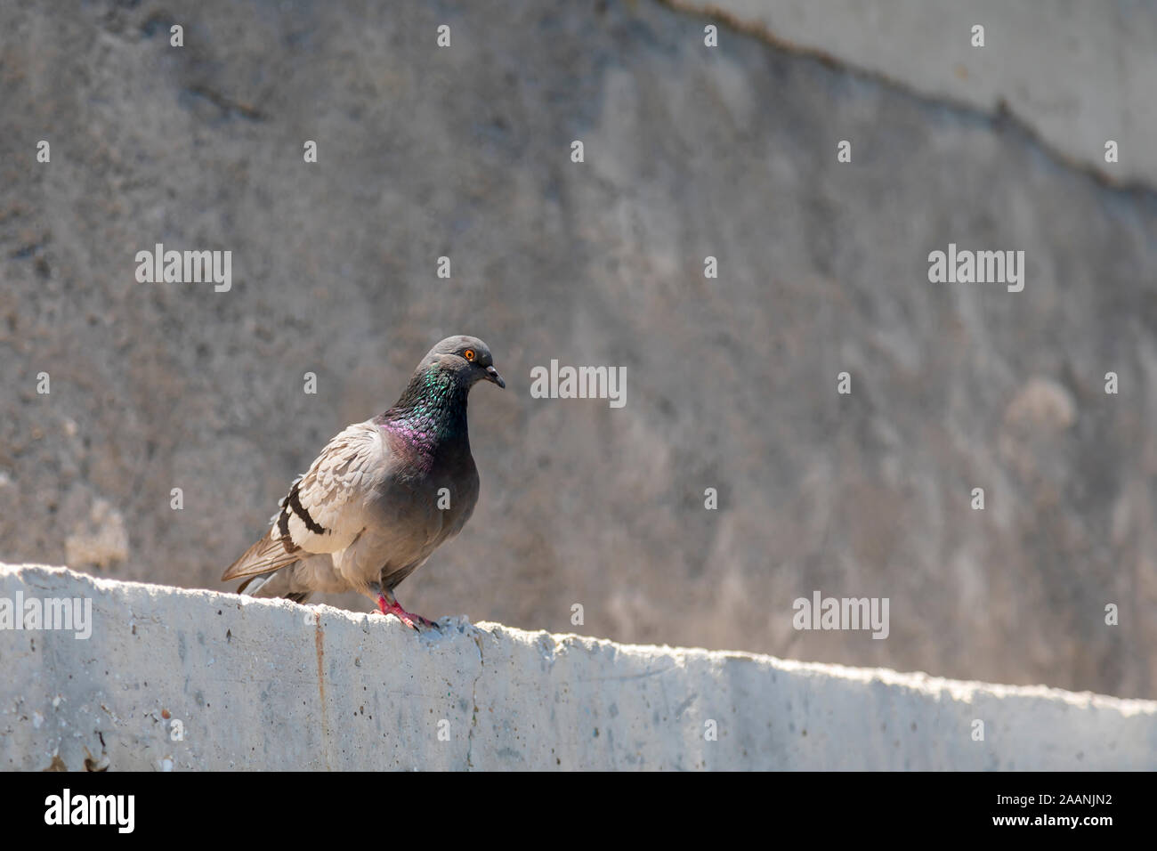 Il piccione domestico permanente sulla soleggiata una parete di cemento. Immagine Foto Stock