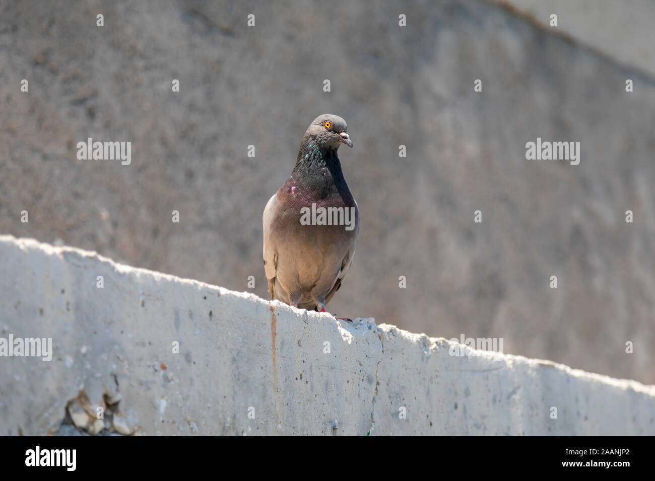 Il piccione domestico permanente sulla soleggiata una parete di cemento. Immagine Foto Stock