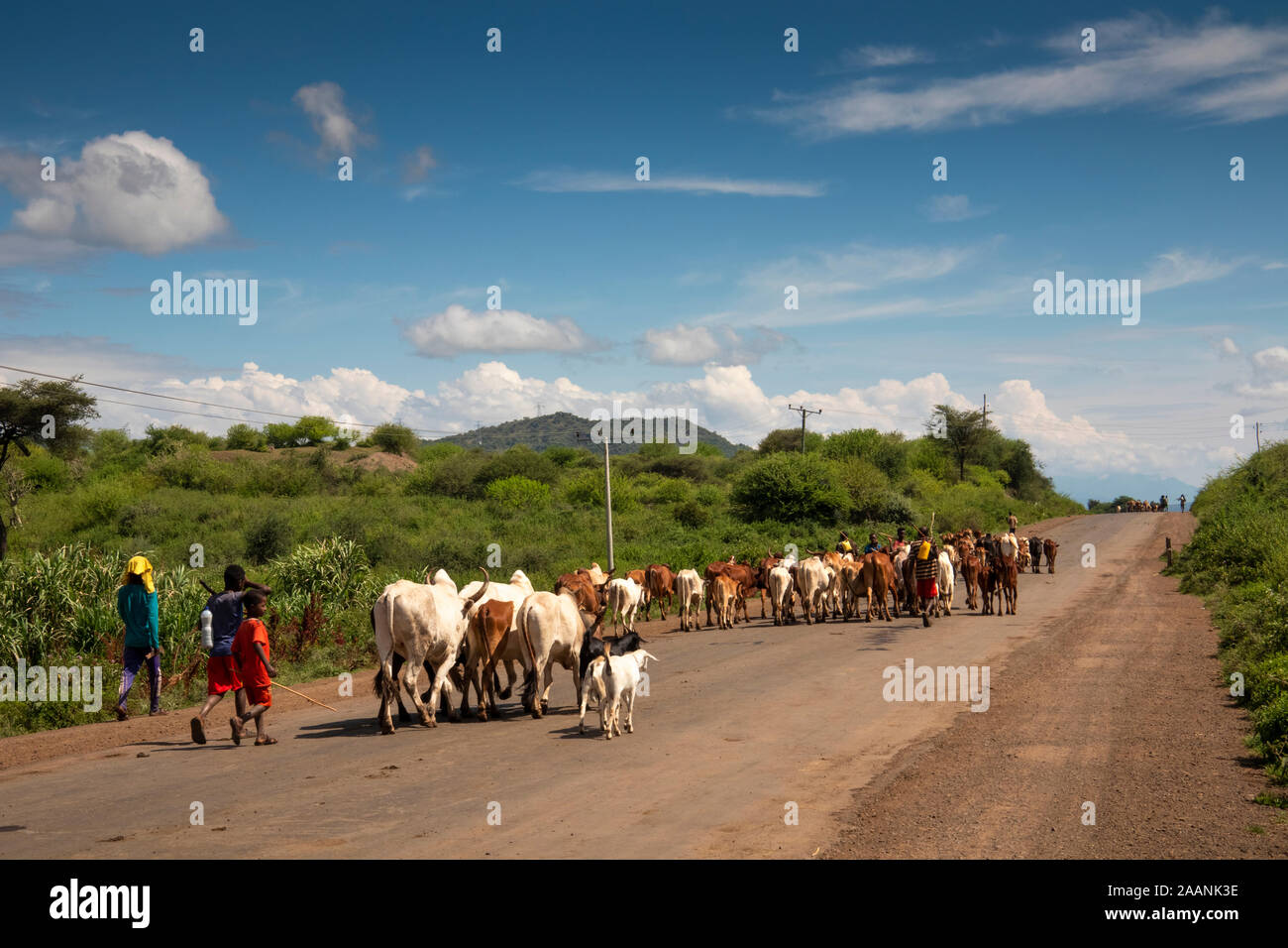 Etiopia, Karat-Konso, bestiame essendo condotta lungo la strada principale per il pascolo Foto Stock