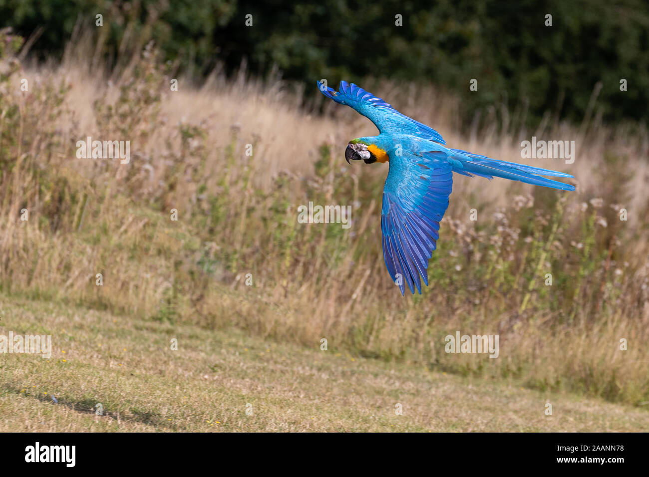 Flying Blue-e-giallo Macaw Foto Stock
