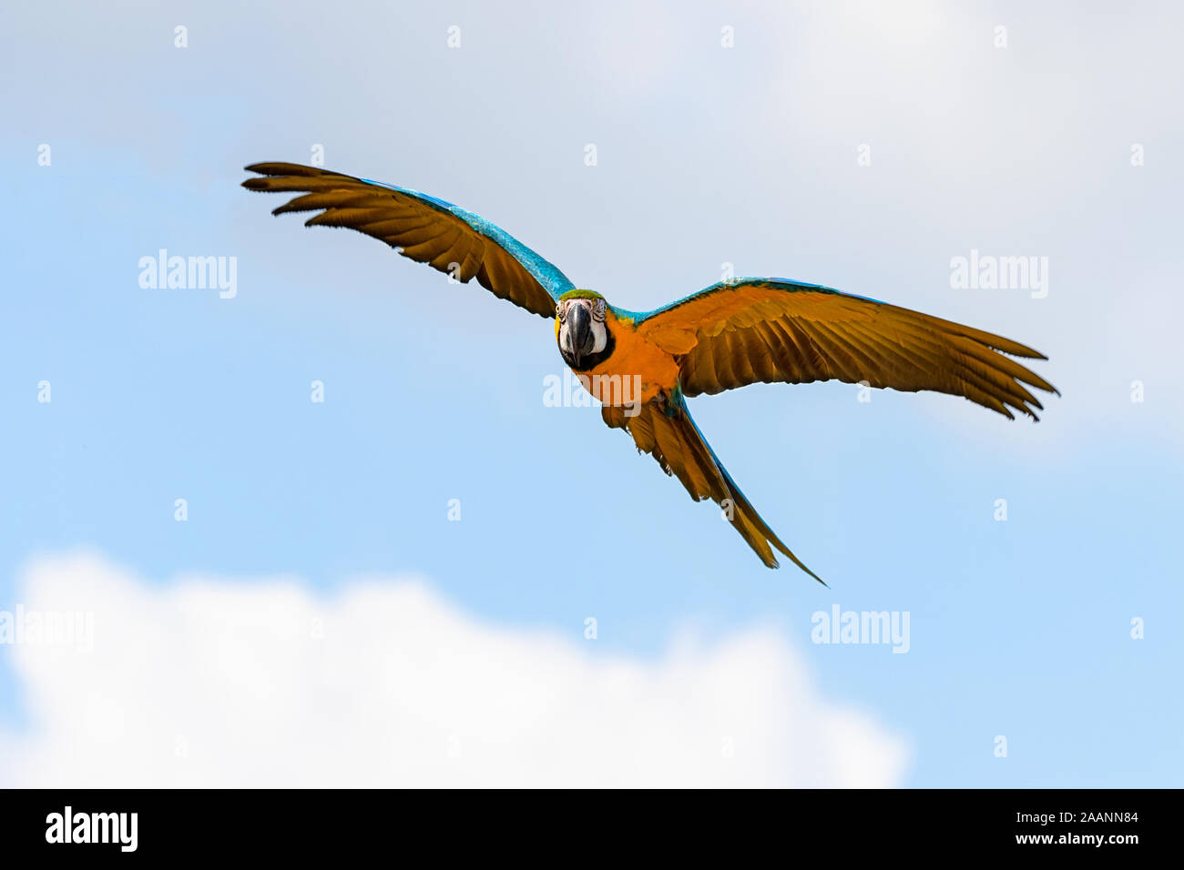 Flying Blue-e-giallo Macaw Foto Stock