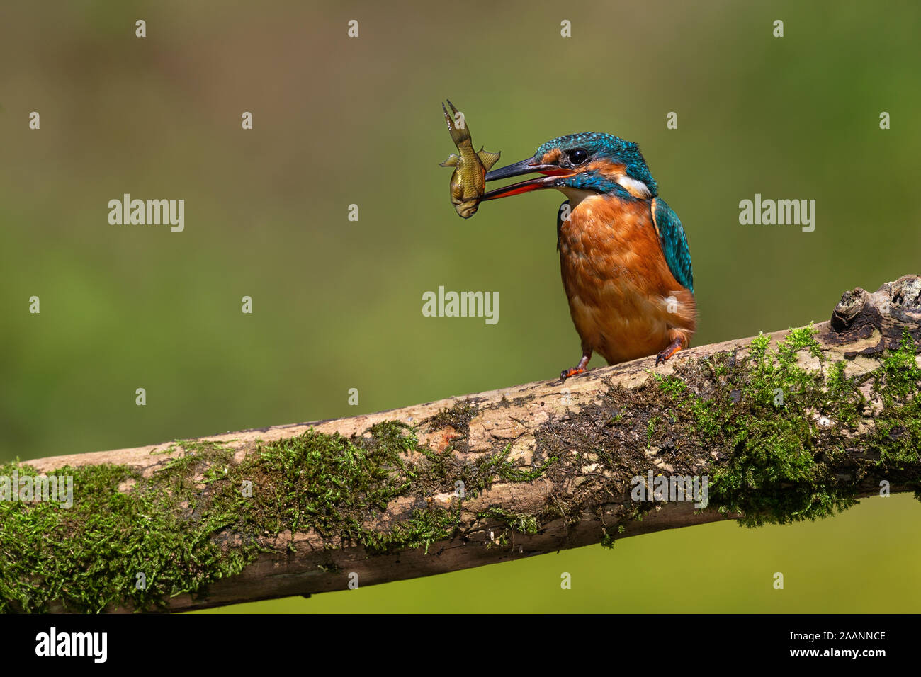 Kingfisher con minnow Foto Stock