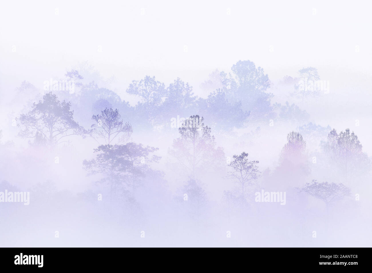 Silhouette foresta coperta di nebbia durante l inverno mattina. Misty Mountains buon ecosistema e concetti ambientali. ottima posizione esterna in Thailandia. Foto Stock