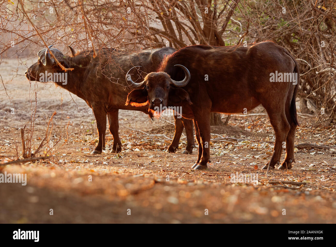 African Buffalo - Syncerus caffer o Cape buffalo è un grande dell Africa subsahariana e bovini. Ritratto nella boccola in Zimbabwe con il rosso-fatturati Oxpecker (Bu Foto Stock