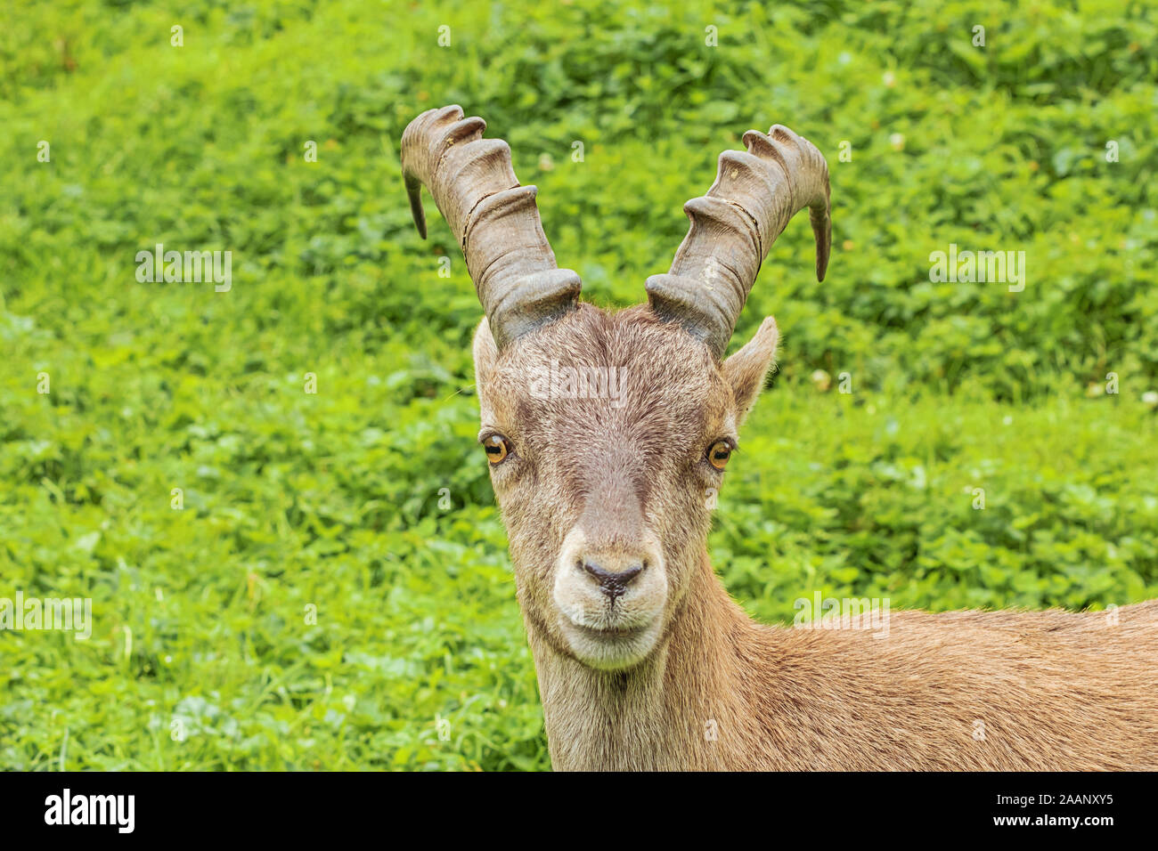 Guardando dritto negli occhi di un alpine ibex su un pendio di montagna Foto Stock