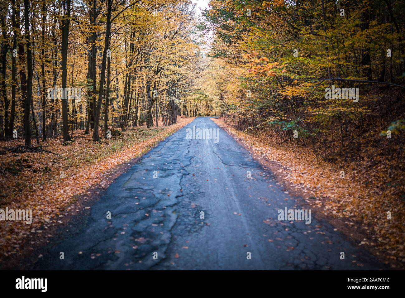 Autunno bello e mite foresta con strada nuvoloso meteo. Utile come backgroud. Strada asfaltata nel mezzo di forrest. Foto Stock