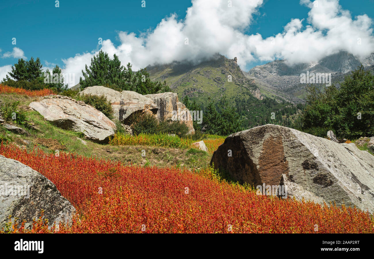 Rackham, Himachal Pradesh, India. Colore rosso Ogla raccolto, utilizzato per la produzione di pane, circondato da Himalaya e da alberi di pino e massi in estate, Rackha Foto Stock