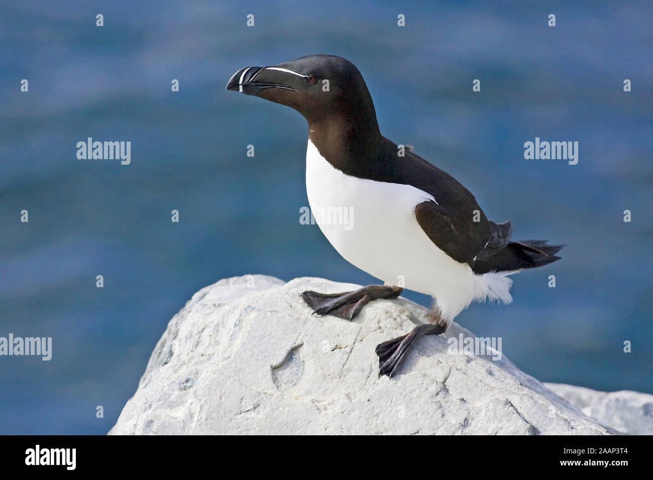 Tordalk steht auf einem Felsen - Razorbill stand su una roccia Foto Stock