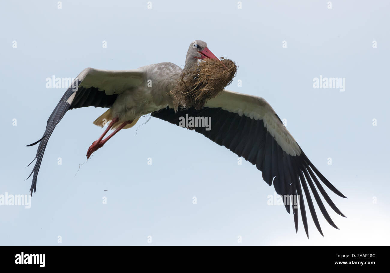 Coppia cicogna bianca in volo con il materiale per la costruzione di nido nel suo becco Foto Stock