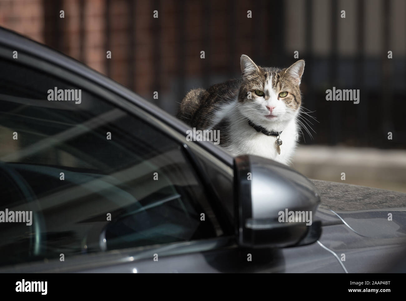 A Downing Street, Londra, Regno Unito. Il 16 giugno 2015. Larry, Chief Mouser al Cabinet Office, si prende una pausa in appoggio sul cofano del Primo Ministro Ja Foto Stock