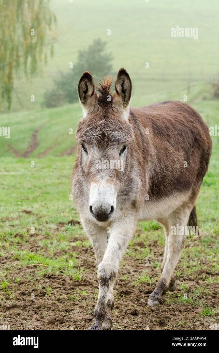 Equus africanus asinus, domestici asino su un pascolo in campagna Foto Stock
