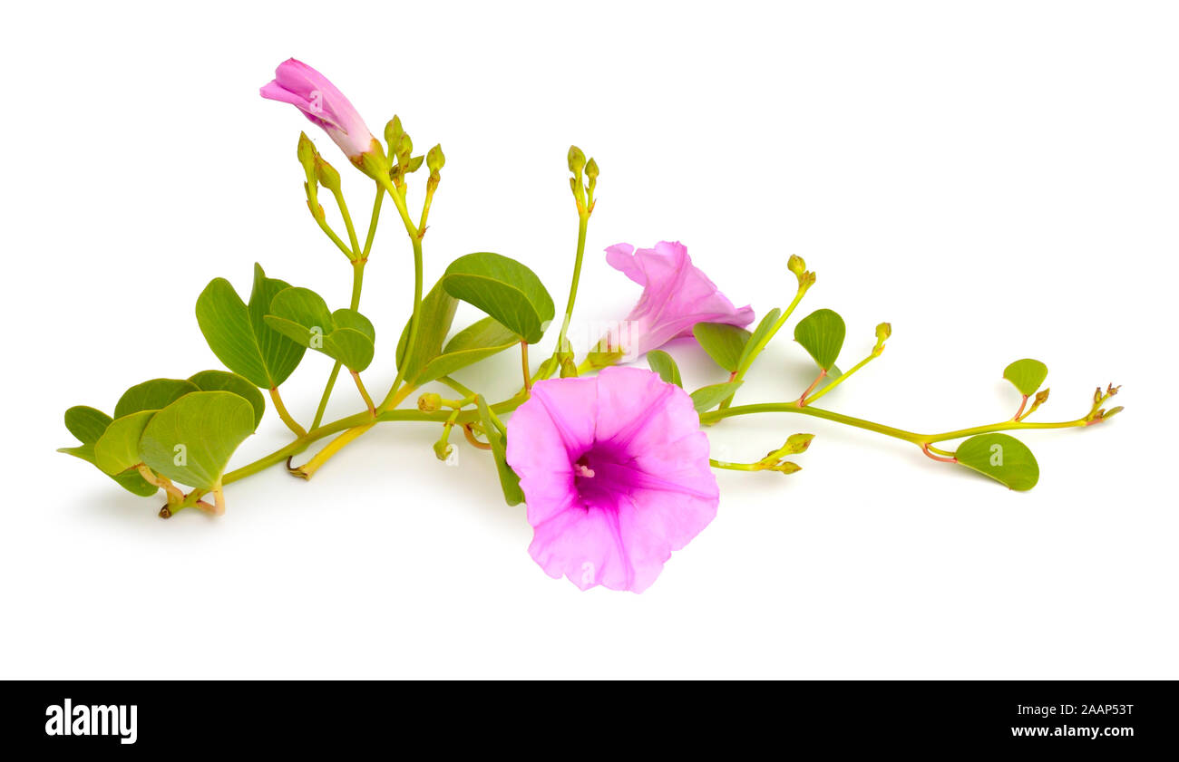 Ipomoea pes-caprae, noto anche come bayhops, spiaggia gloria di mattina o di capra al piede. Isolato Foto Stock