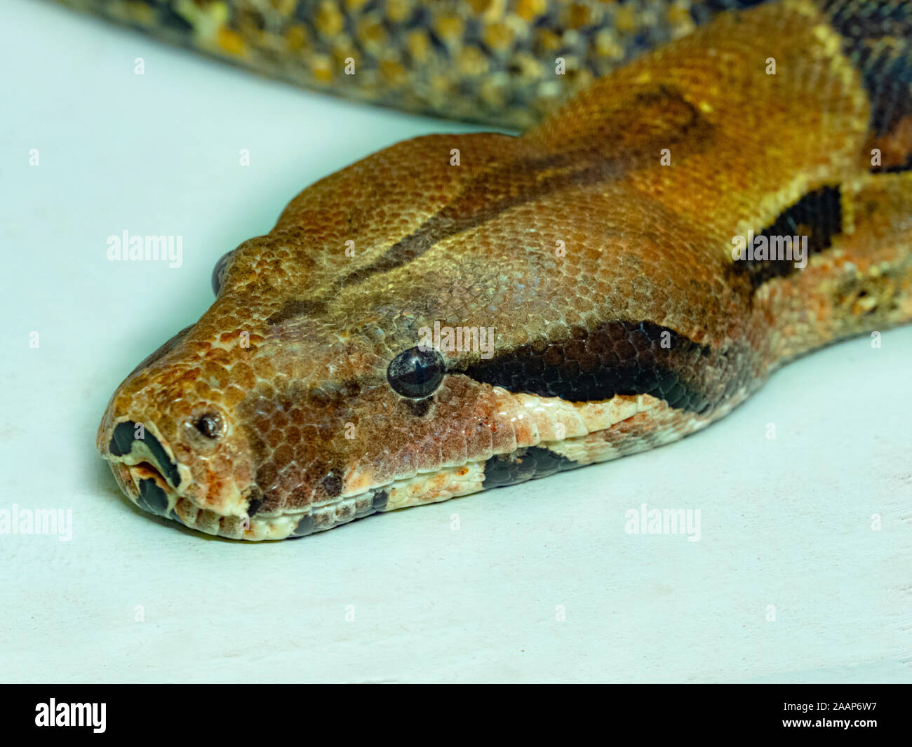 Comune di Boa Constrictor constrictor captive Foto Stock