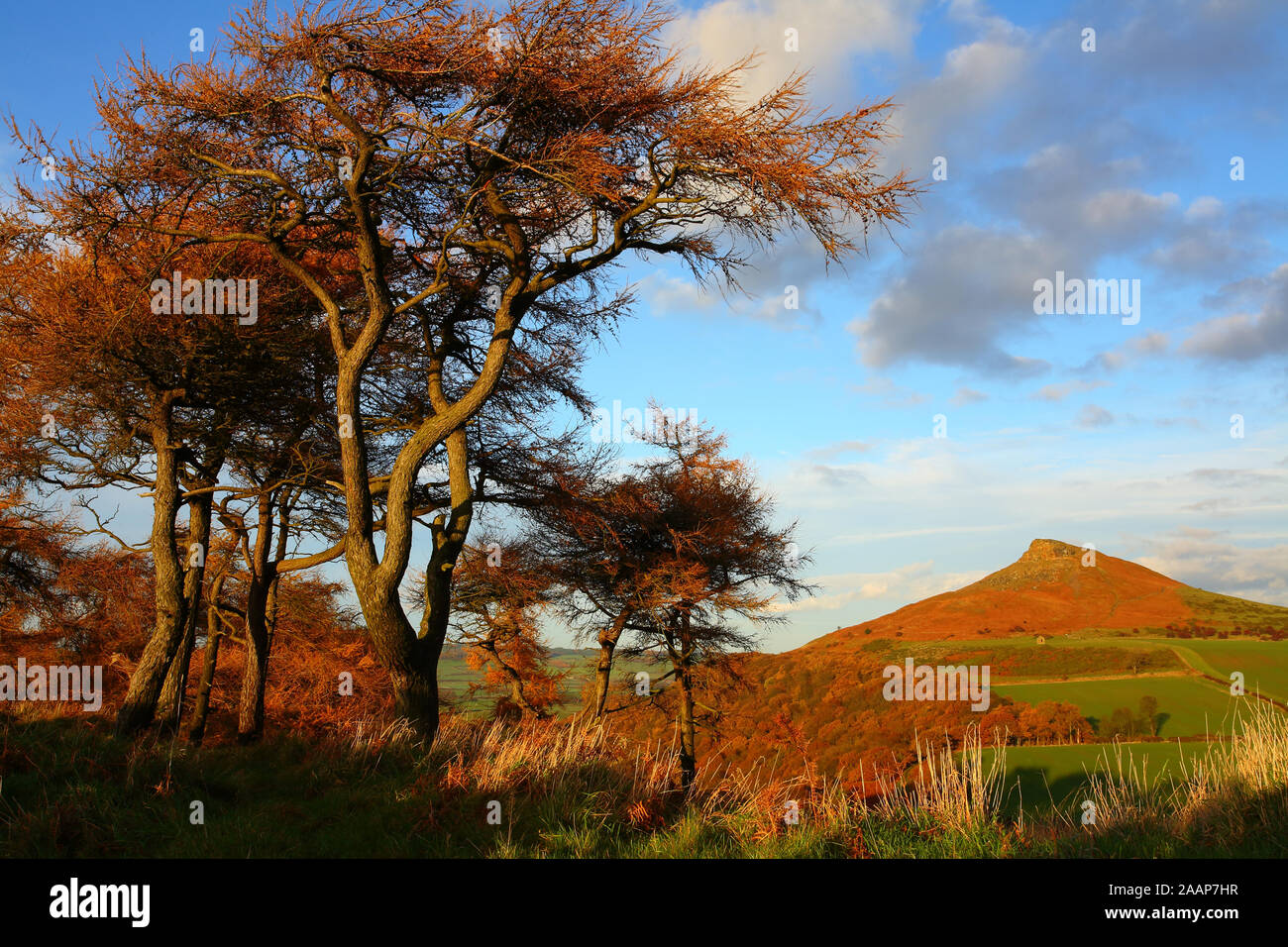 Alberi autunnali framing Roseberry Topping, North Yorkshire Moors National Park, England, Regno Unito Foto Stock