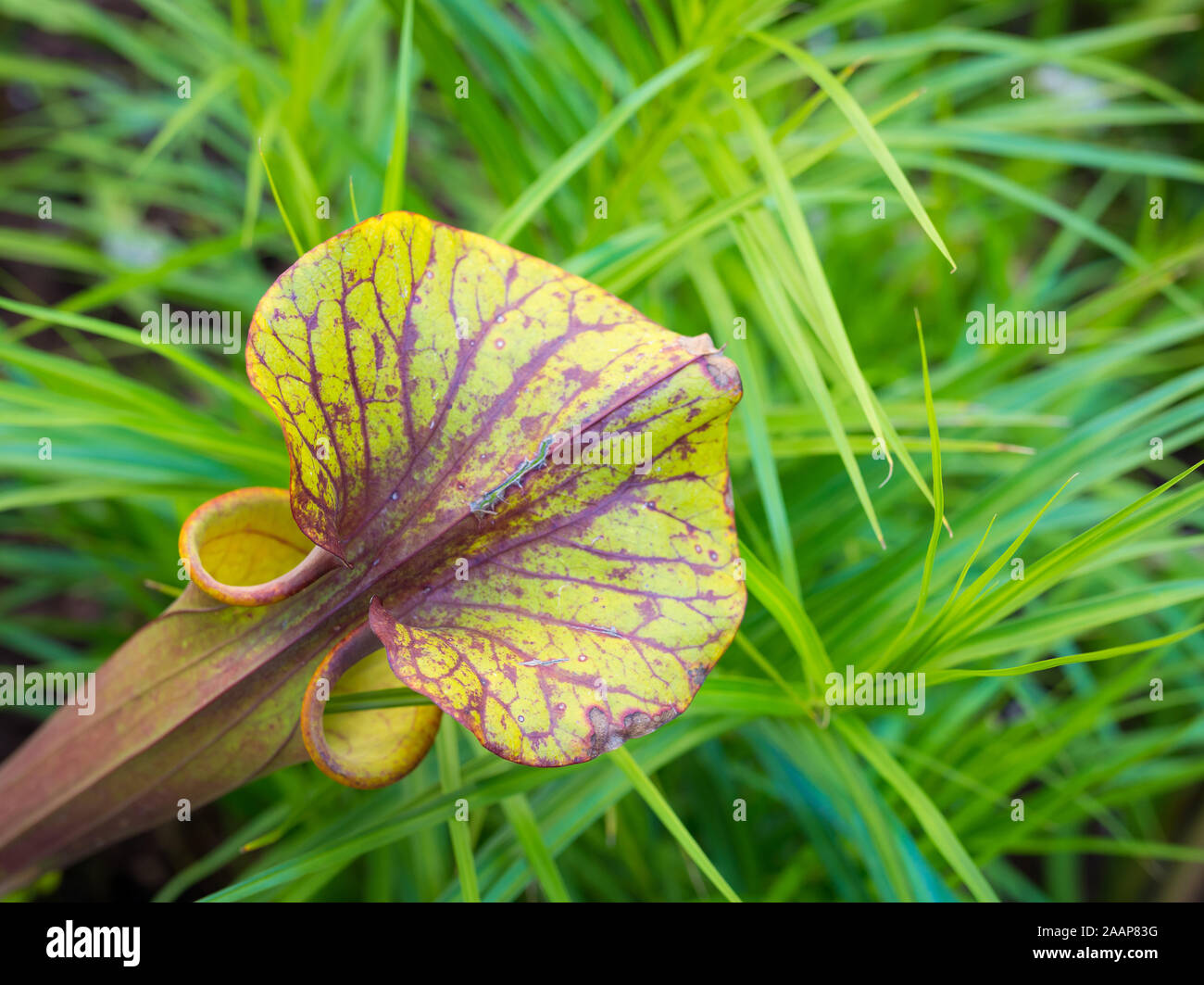 Northern pianta brocca (Sarracenia purpurea), foglie Foto Stock