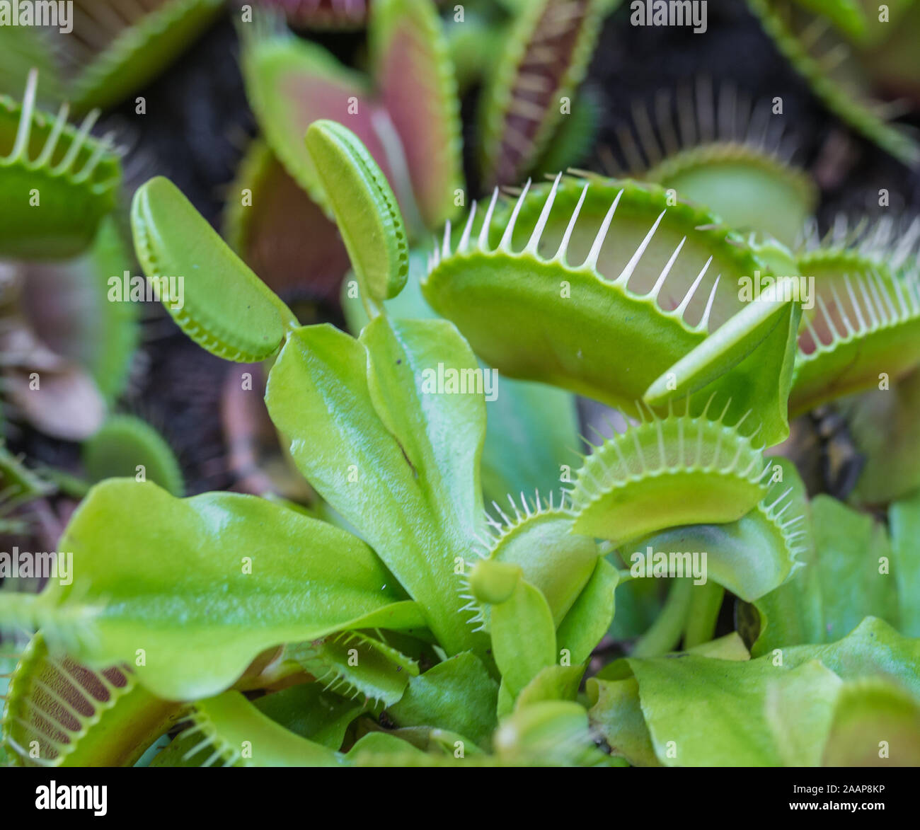 Piante carnivore Venus Flytrap vista panoramica. Più pungenti trappole sulle foglie di un verde e rosso e Venus fly trap. Per intrappolare insetti mangiare e impianto. Foto Stock