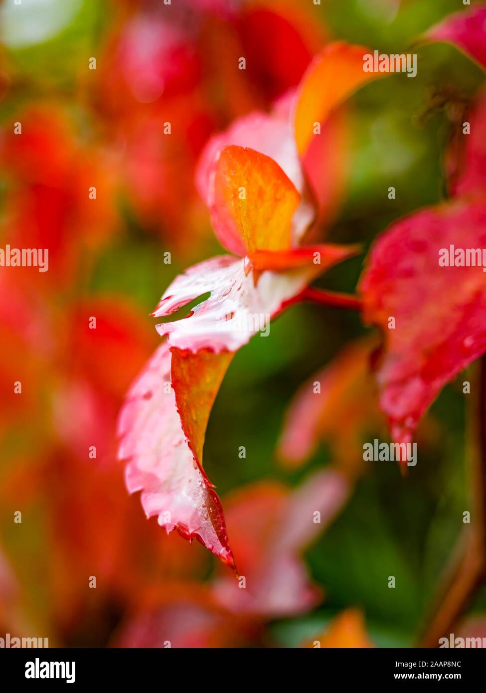 Foglie rosse dopo la pioggia una foglia isolato Foto Stock